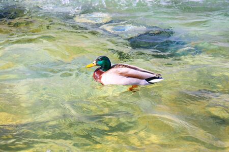 duck in a natural parkの写真素材