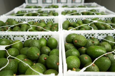 hass avocado baskets for exportの写真素材