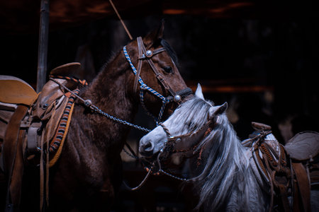 Pair of horses brown and white embraced