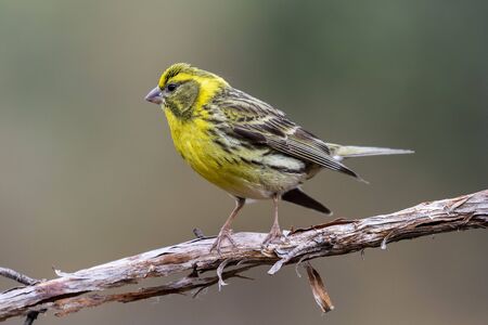 European Serin male, (Serinus serinus), perched on its perchの写真素材