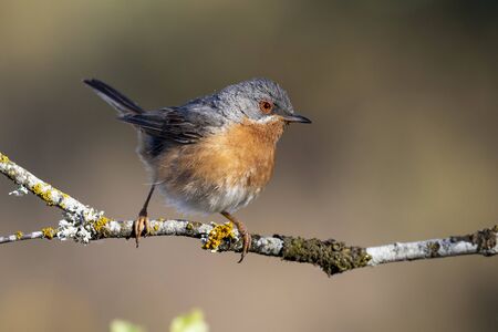 Subalpine warbler male. Sylvia cantillans, perched on the branch of a tree on a uniform backgroundの写真素材