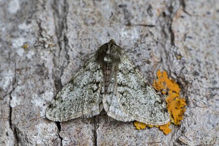 phygalia pilosaria up close, perched on the bark of a tree.の写真素材