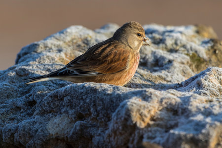 Common linnet, (Carduelis cannabina), single male