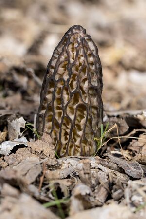 Morel (morchella conica). Mushroom for gourmet cooks. Photo has been taken in the natural forest background.の写真素材