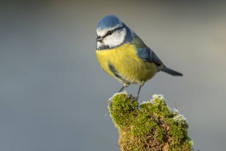 Tit ( Cyanistes caeruleus ) perched on a log with moss frostyの写真素材