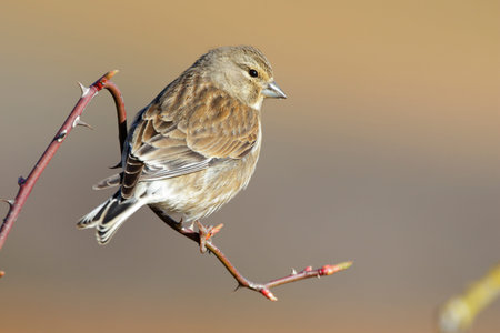 Female Linnet ( Carduelis cannabina )の写真素材
