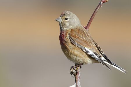 Common linnet, (Carduelis cannabina), single maleの写真素材