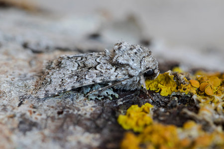 Hecatera weissi Up close perched on the bark ofの写真素材