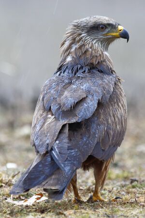 Black Kite Milvus migransの写真素材