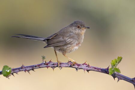 Dartford warbler young, (Sylvia undata), perched on a branch of a tree. Spainの写真素材