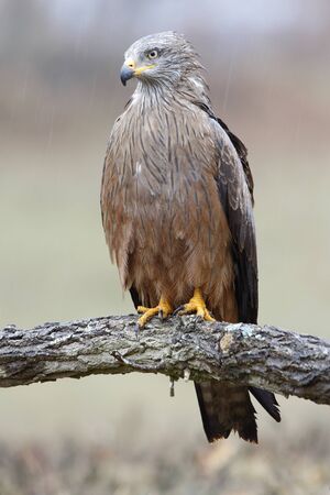 Black Kite Milvus migransの写真素材