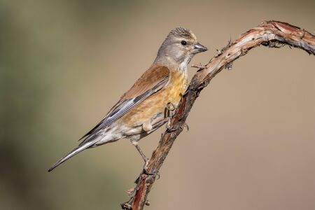 A Linnet, or common Linnet, (Linaria cannabina), male, perched on a branch on light brown backgroundの写真素材