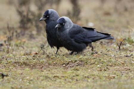 Western Jackdaw (Corvus monedula)の写真素材