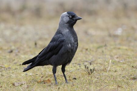 Western Jackdaw (Corvus monedula)の写真素材