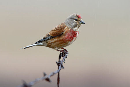 Linnet male (Carduelis cannabina)