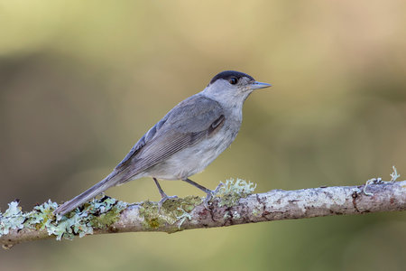 Eurasian Blackcap (Sylvia atricapilla) Male Blackcap perched on a branch in the forest. Spain