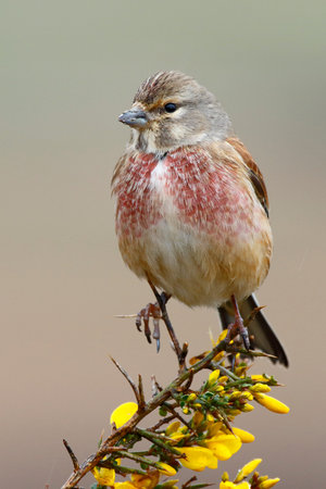 Linnet male (Carduelis cannabina)