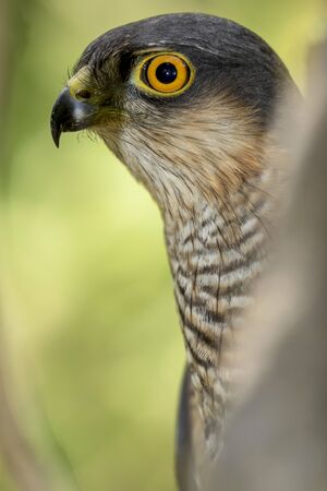 Gavilan (Accipiter nisus) portraitの写真素材