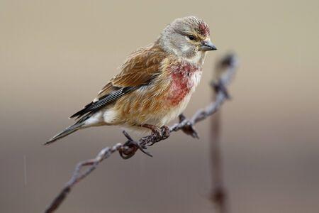 Common linnet, (Carduelis cannabina), single male on wire fence.の写真素材
