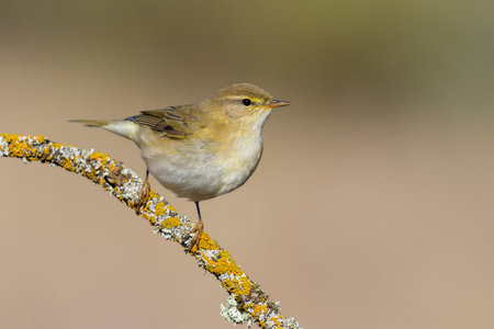 Phylloscopus trochilus, Willow Warbler perched on a branch. Migratory insectivorous bird. Spain....