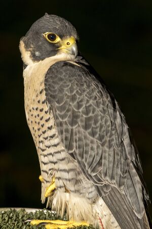 The peregrine falcon (Falco peregrinus), on its perch on black backgroundの写真素材