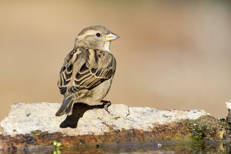 Female house sparrow perched on a rock at the edge of a stream. Spainの写真素材