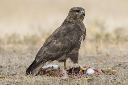 Common buzzard (Buteo buteo), eating from a rabbit on the groundの写真素材