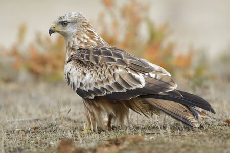 Red Kite (Milvus Milvus) feeding on the groundの写真素材