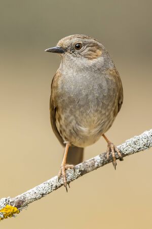 Dunnock, (Prunella modularis), perched on a branch in the forestの写真素材
