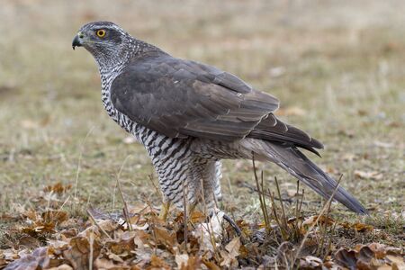 Adult Northern Goshawk. Accipiter gentilis. Spainの写真素材