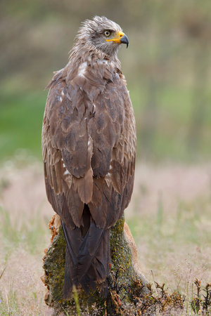 Black Kite Milvus migrans