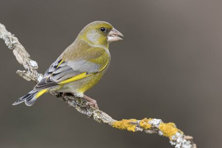 The European greenfinch (Chloris chloris) or common greenfinch is a songbird of the order of the Passeriformes and the family Fringillidae.の写真素材