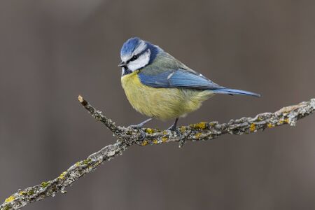 Blue tit (Eurasian blue tit, Cyanistes caeruleus) on the branch of a tree in the blurred backgroundの写真素材