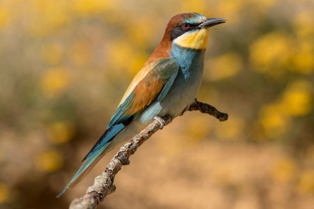 European bee-eater. Merops apiaster, Spain