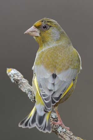 The European greenfinch (Chloris chloris) or common greenfinch is a songbird of the order of the Passeriformes and the family Fringillidae.の写真素材