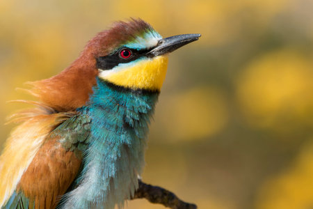 European bee-eater. Merops apiaster, Spain