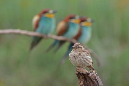 Rock Sparrow ( Petronia Petronia )
