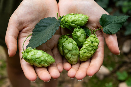 Hop cones in the hands of a girl. Leon, Spain