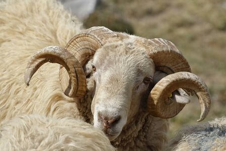 Sheep with big hornsの写真素材