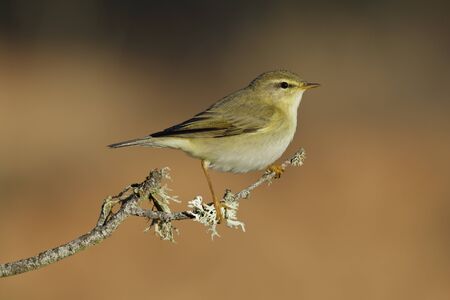 Phylloscopus trochilus, Willow Warbler perched on a branch. Migratory insectivorous bird. Spain. Europe.の写真素材