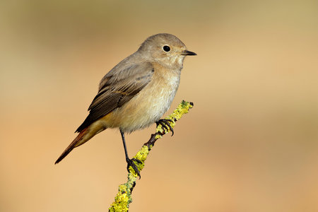Common Redstart (Phoenicurus phoenicurus) female. Spain