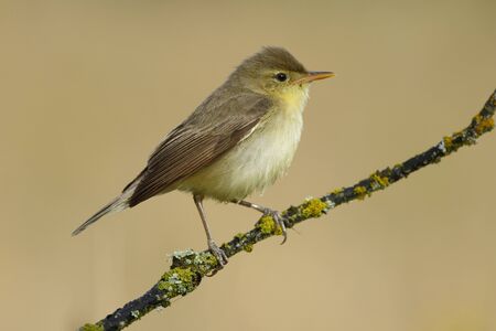 Bonelli's Warbler( Phylloscopus bonelli ) , perched on a branchの写真素材