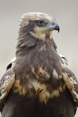 western marsh harrier (Circus aeruginosus)の写真素材