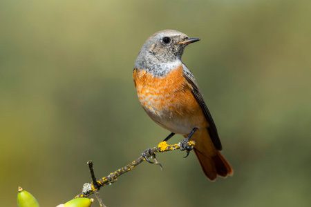 Real Redstart (Phoenicurus phoenicurus), perched on a branch