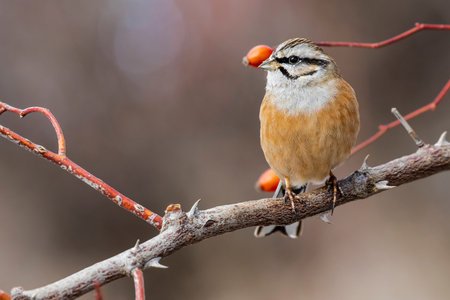 Rock Bunting (Emberiza cia) perched on a branch in autumn
