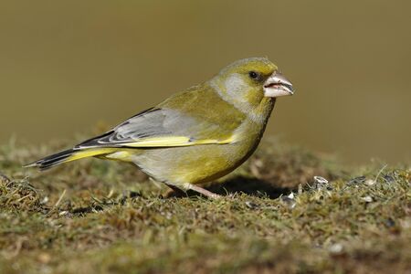 Greenfinch (Chloris chloris) eating on the floorの写真素材