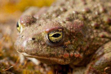 Natterjack Toad (Epidalea calamita), detail of your eye