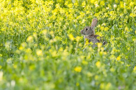 European Rabbit or Common Rabbit ( Oryctolagus cuniculus )の写真素材