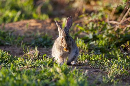 European rabbit, Oryctolagus cuniculus. Animal in natural habitat, life in the meadow.の写真素材