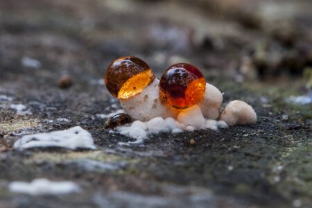 Rhodotus palmatus growing in a trunkの写真素材